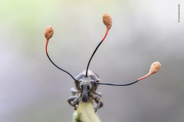 Este hongo 'zombi' controla a los insectos y luego los mata por dentro Este hongo 'zombi' controla a los insectos y luego los mata por dentro - Sputnik Mundo