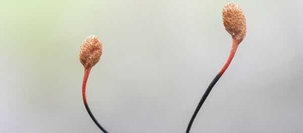 Un hongo controla a un escarabajo en Perú - Sputnik Mundo