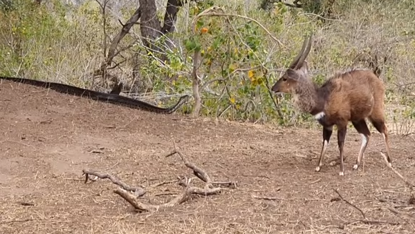 Este antílope no se dio cuenta de que una serpiente planeaba su asesinato - Sputnik Mundo