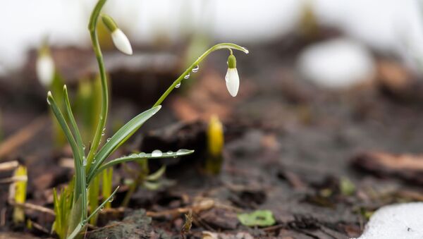 Flores cerca de nieve - Sputnik Mundo