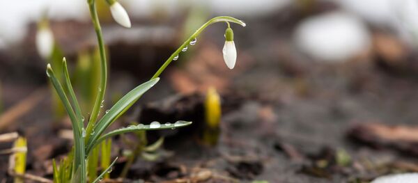 Flores cerca de nieve - Sputnik Mundo