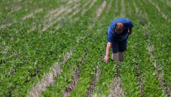 Un agricultor argentino en un campo de soja - Sputnik Mundo
