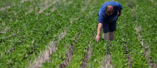 Un agricultor argentino en un campo de soja - Sputnik Mundo