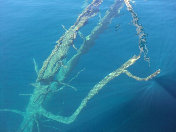 Alerta por 'tsunami' en un lago argentino que puede ser más peligroso que el de un océano - Sputnik Mundo