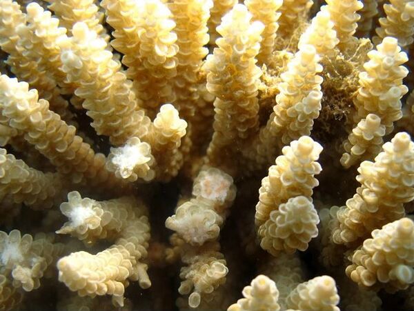 Malas noticias para Nemo: los arrecifes de coral están desapareciendo - Sputnik Mundo