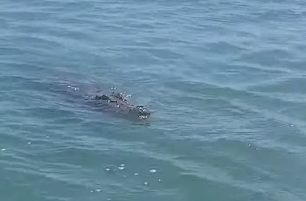 Un trofeo al que no da pena dejar ir: un australiano pesca un enorme cocodrilo  - Sputnik Mundo
