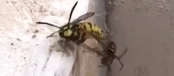 La batalla épica entre una araña y una avispa  - Sputnik Mundo