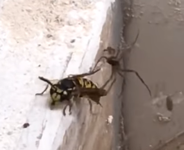 'Atrápame si puedes': la batalla épica entre una araña y una avispa 'Atrápame si puedes': la batalla épica entre una araña y una avispa - Sputnik Mundo