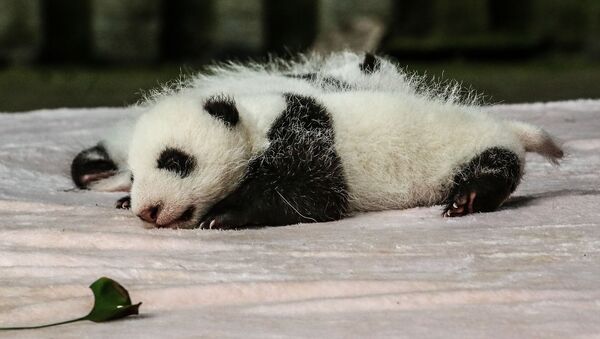 Dos crías de panda - Sputnik Mundo