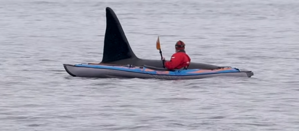 Una enorme orca emerge del agua, muy cerca de un kayakista  - Sputnik Mundo