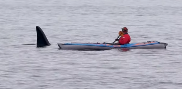 ¡Hola, amigo! Una enorme orca emerge del agua, muy cerca de un kayakista  - Sputnik Mundo