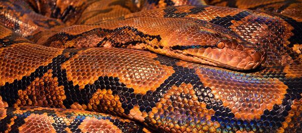 Una pitón - Sputnik Mundo