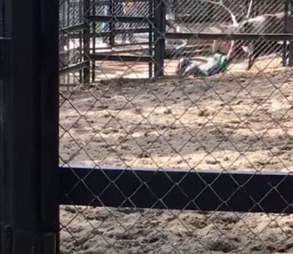 La venganza de Bambi: un ciervo ataca ferozmente a un hombre La venganza de Bambi: un ciervo ataca ferozmente a un hombre - Sputnik Mundo