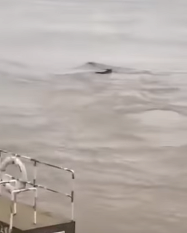 El vídeo de una misteriosa criatura gigante suscita temores entre los chinos El vídeo de una misteriosa criatura gigante suscita temores entre los chinos - Sputnik Mundo