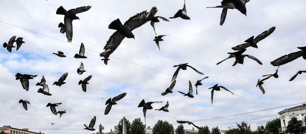 Palomas sobrevuelan San Petersburgo - Sputnik Mundo