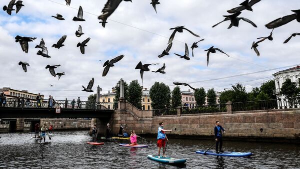 Palomas sobrevuelan San Petersburgo - Sputnik Mundo