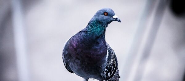 Una paloma (imagen referencial) - Sputnik Mundo