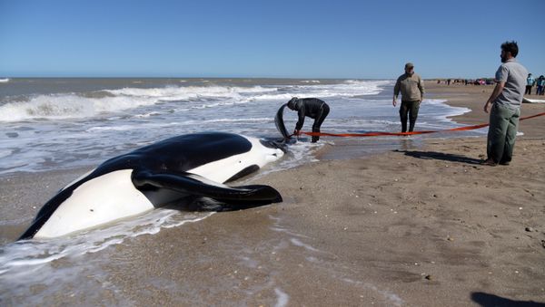 Una de las orcas encalladas en el balneario La Caleta en Argentina Una de las orcas encalladas en el balneario La Caleta en Argentina - Sputnik Mundo