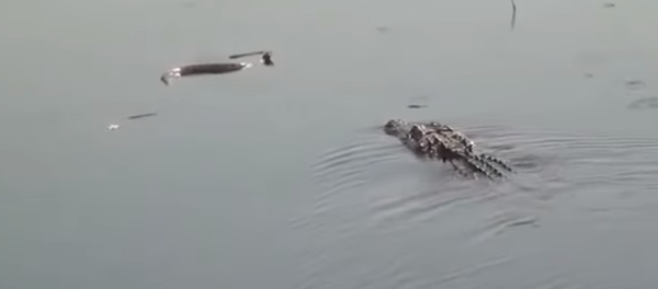 Cocodrilo contra anaconda: ¿qué reptil gana la batalla acuática?  - Sputnik Mundo