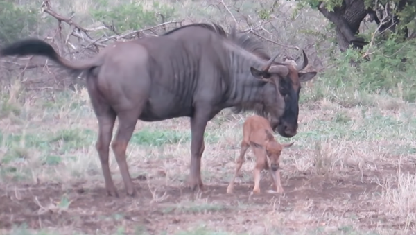 El poder del amor maternal: una ñu protege a su cría de los chacales - Sputnik Mundo
