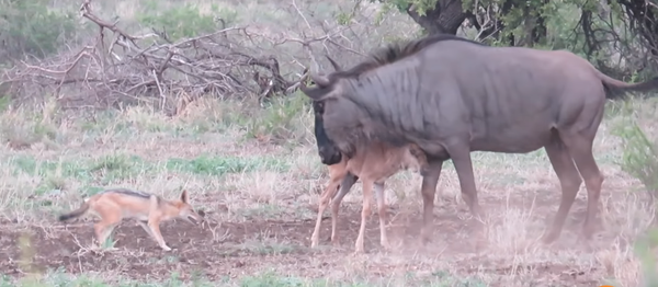 El poder del amor maternal: una ñu protege a su cría de los chacales - Sputnik Mundo