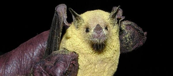 Murciélago magueyero menor cubierto de polen - Sputnik Mundo