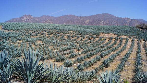 Agave azul en un campo mexicano - Sputnik Mundo