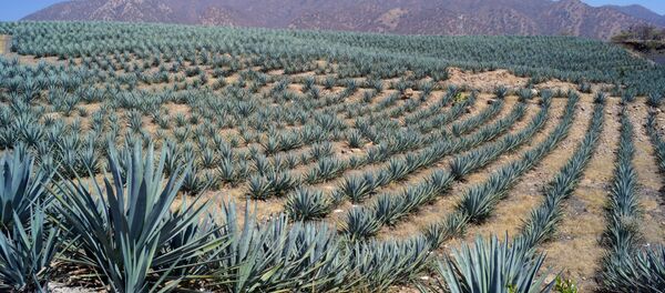 Agave azul en un campo mexicano - Sputnik Mundo