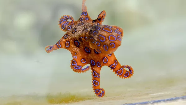 Un pulpo de anillos azules  - Sputnik Mundo