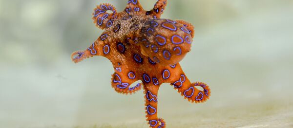 Un pulpo de anillos azules  - Sputnik Mundo