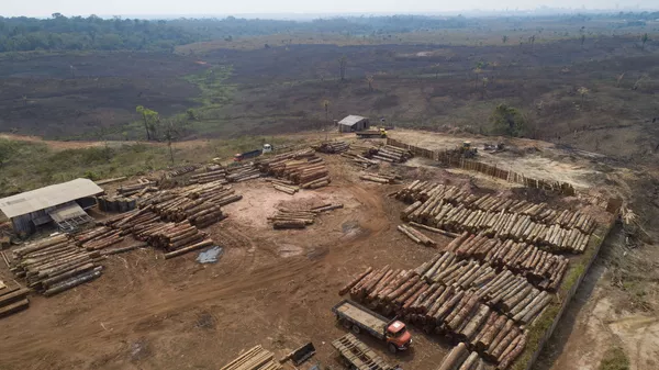 Leño en la Amazonía