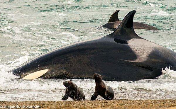 Qué nos dicen las orcas sobre el futuro de los humanos en el planeta - Sputnik Mundo