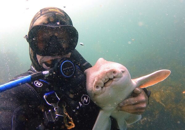 Un tiburón de casi dos metros y una amistad de nueve años con un buceador (¡hay selfis!) - Sputnik Mundo
