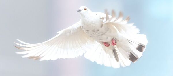 Una paloma blanca, referencial - Sputnik Mundo