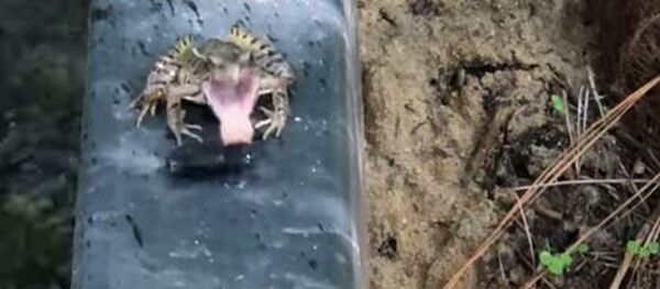 Una rana le da una bofetada a un bicho asqueroso - Sputnik Mundo