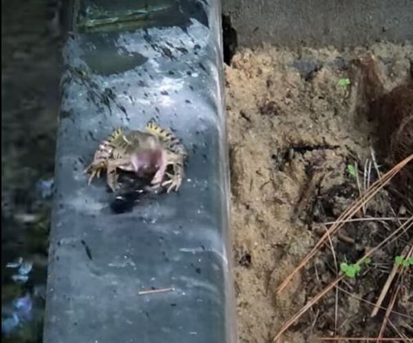 Una rana le da una bofetada a un bicho asqueroso - Sputnik Mundo