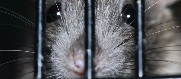 Una rata - Sputnik Mundo