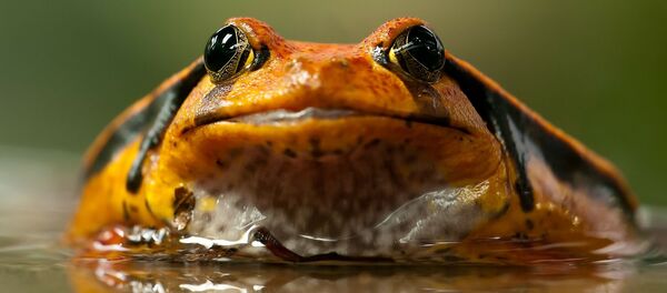 Anfibio, rana - Sputnik Mundo