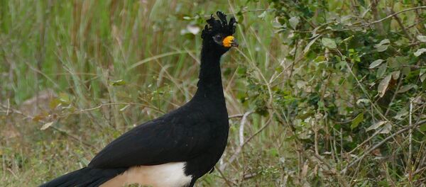 Un ejemplar macho de 'Crax fasciolata' - Sputnik Mundo