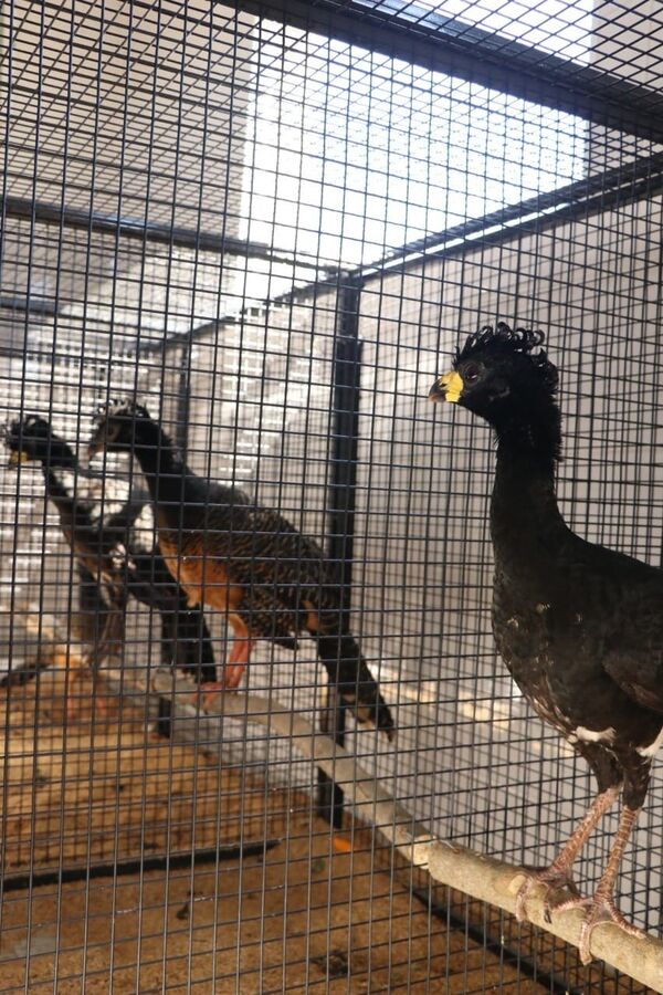 Fue considerada extinta y ahora vuelve a la vida en Argentina para salvar a los bosques - Sputnik Mundo