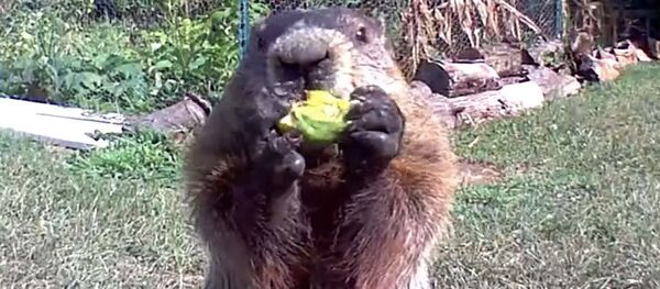 Chunk, la marmota ladrona que conquistó las redes con su desfachatez - Sputnik Mundo