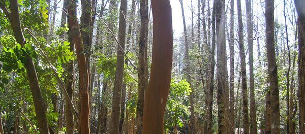Bosque nativo chileno - Sputnik Mundo