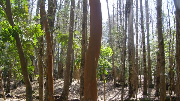 Bosque nativo chileno - Sputnik Mundo