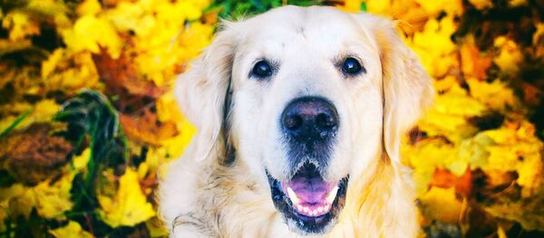 Un perro de la raza golden retriever  - Sputnik Mundo