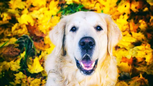 Un perro de la raza golden retriever  - Sputnik Mundo