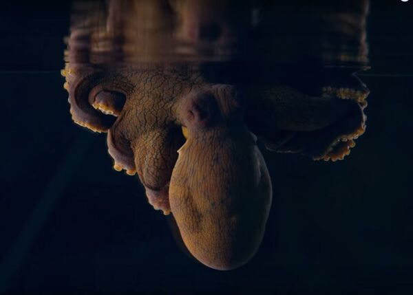 Imágenes únicas: un pulpo da un espectáculo mientras duerme - Sputnik Mundo