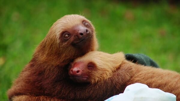 Conoce el refugio donde salvan a los perezosos maltratados por los humanos - Sputnik Mundo