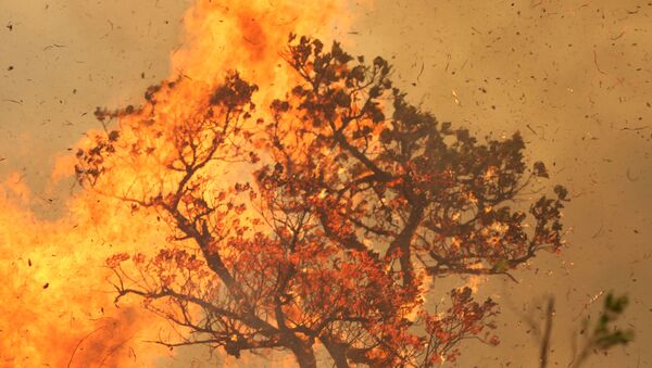 Los incendios en la Amazonía - Sputnik Mundo