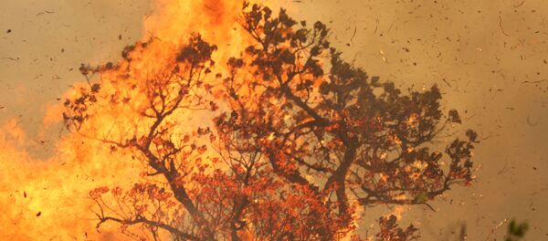 Los incendios en la Amazonía - Sputnik Mundo