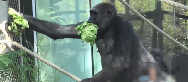 ¡Es todo mío! Un gorila glotón y egoísta hacer desaparecer toda la lechuga - Sputnik Mundo